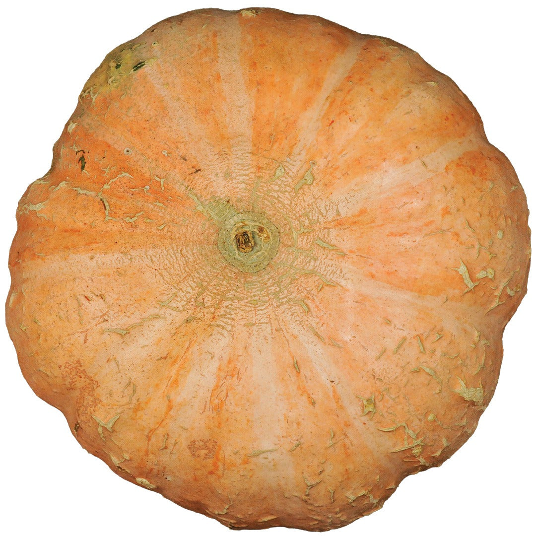 Jaune Gros de Paris Winter Squash on a white background.