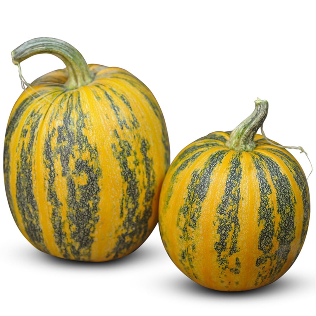 Pair of Lady Godiva Winter Squash on a white background.