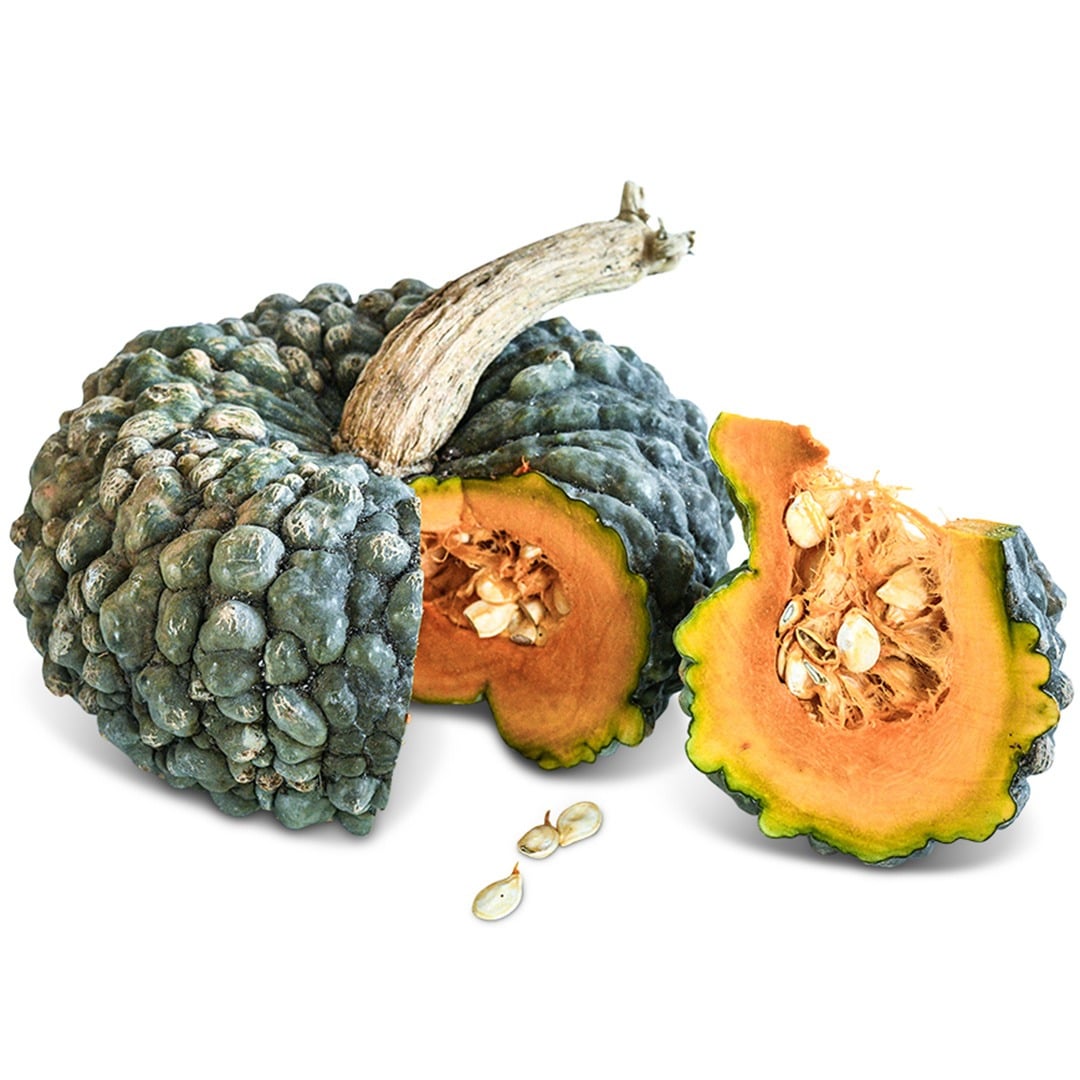 Close up of Marina Di Chioggia Pumpkin Winter Squash on a white background.