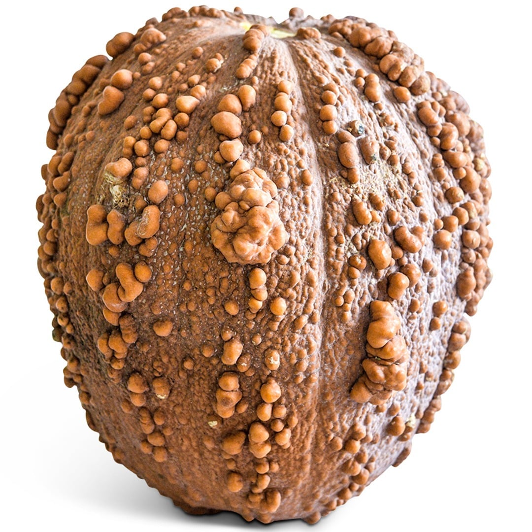 Musquee de Maroc Winter Squash on a white background.