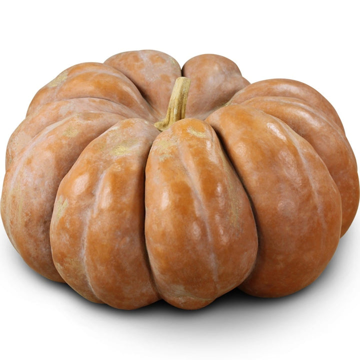 Musquee de Provence Pumpkin Winter Squash on a white background.