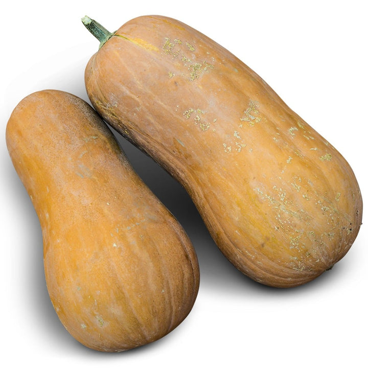 Pair of Orange Butternut Winter Squash on a white background.