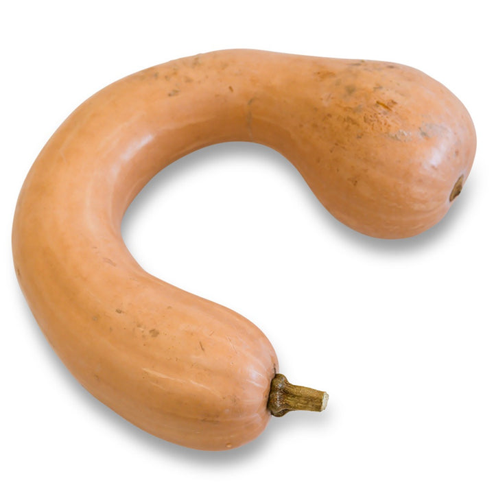 A single Tahitian Melon winter squash on a white background