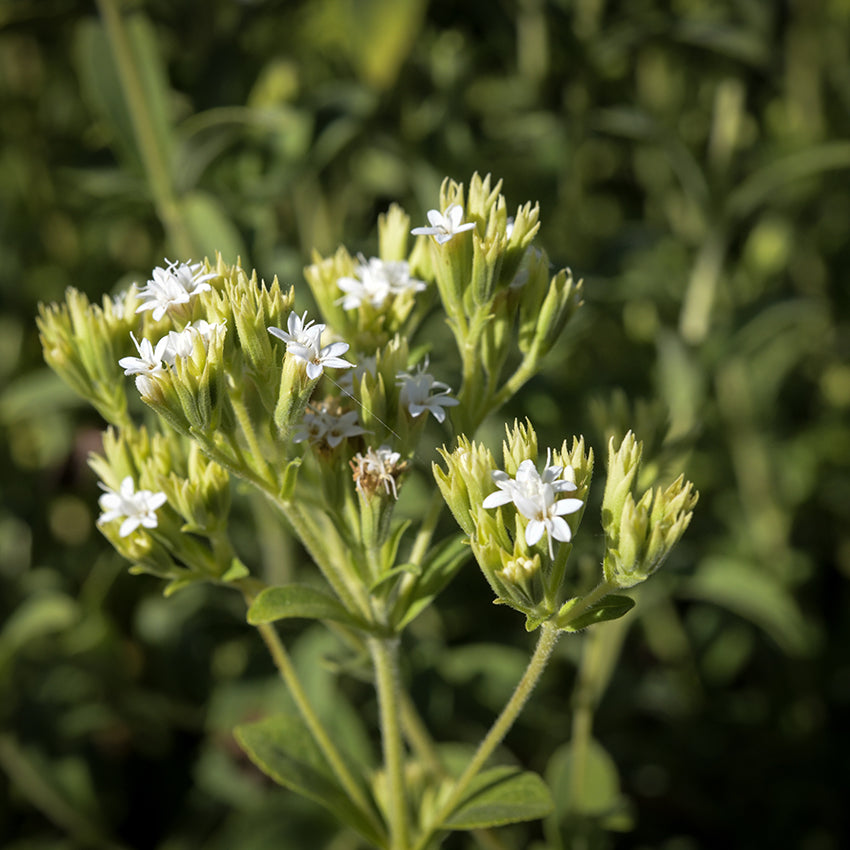 Stevia growing in garden