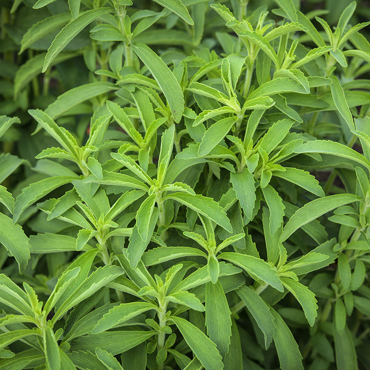 Stevia leaves growing in garden