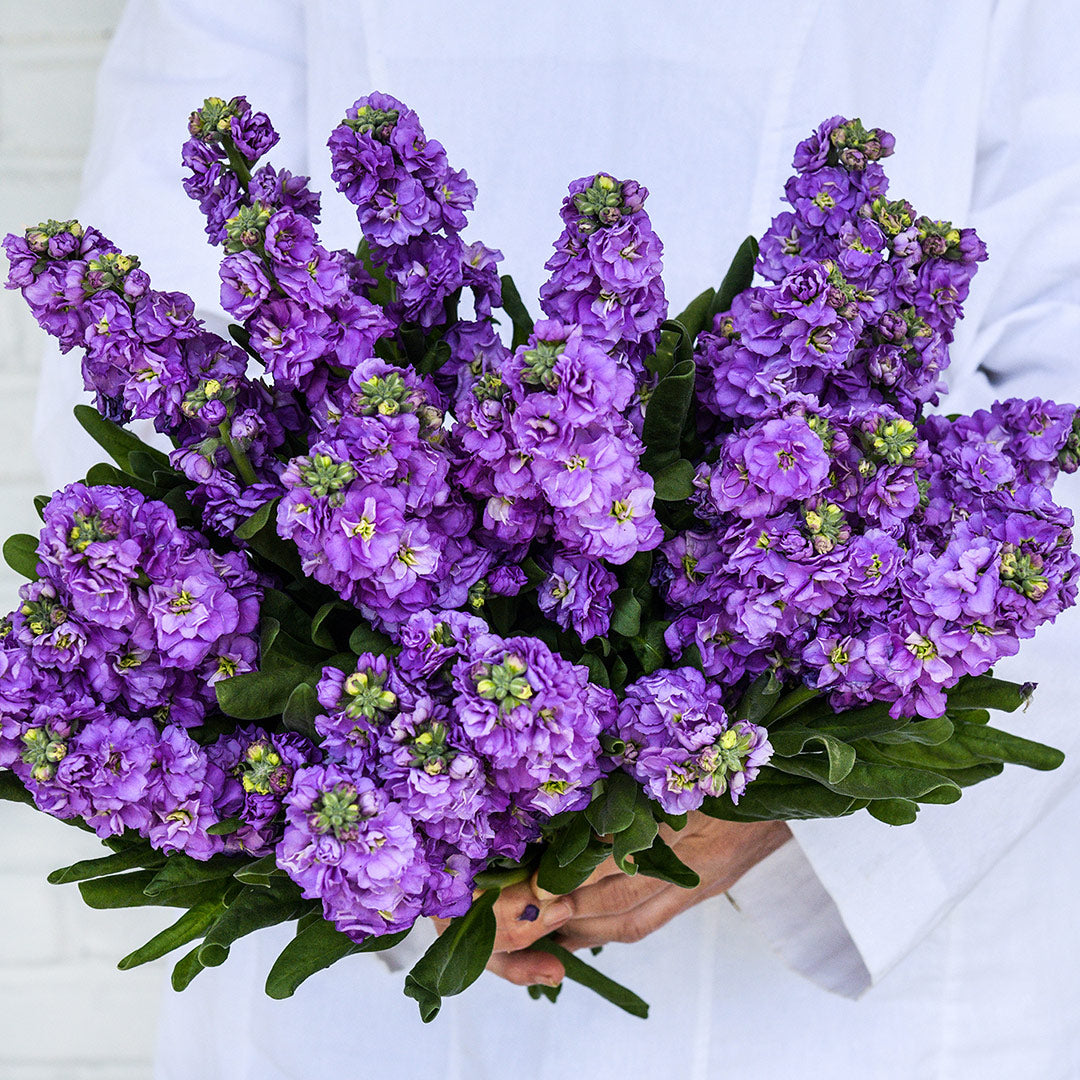 A Baker Creek employee holding a large bouquet of Baby Blue Stock flowers against white.