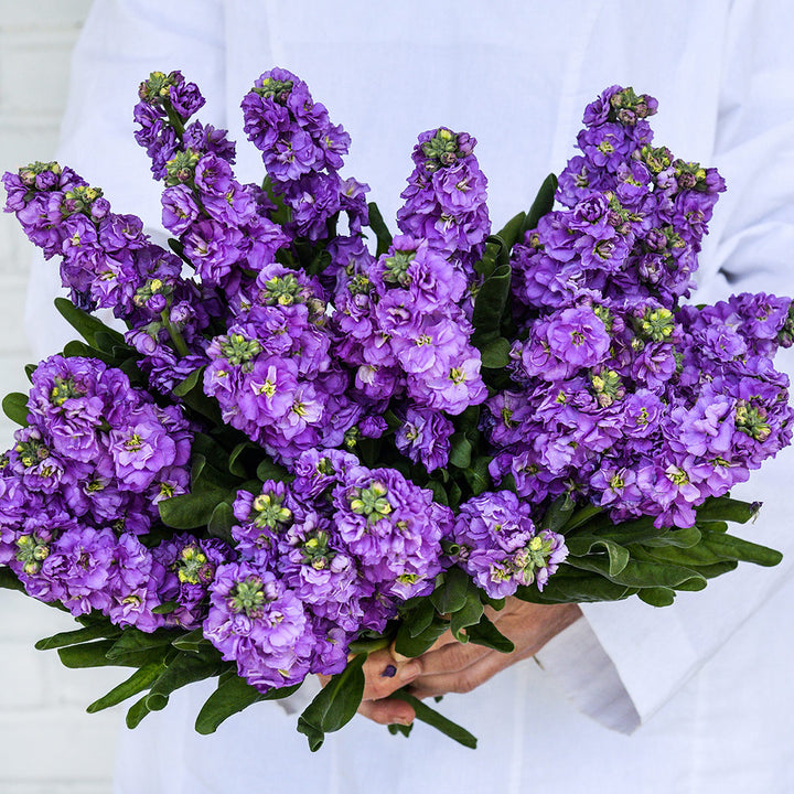A Baker Creek employee holding a large bouquet of Baby Blue Stock flowers against white.