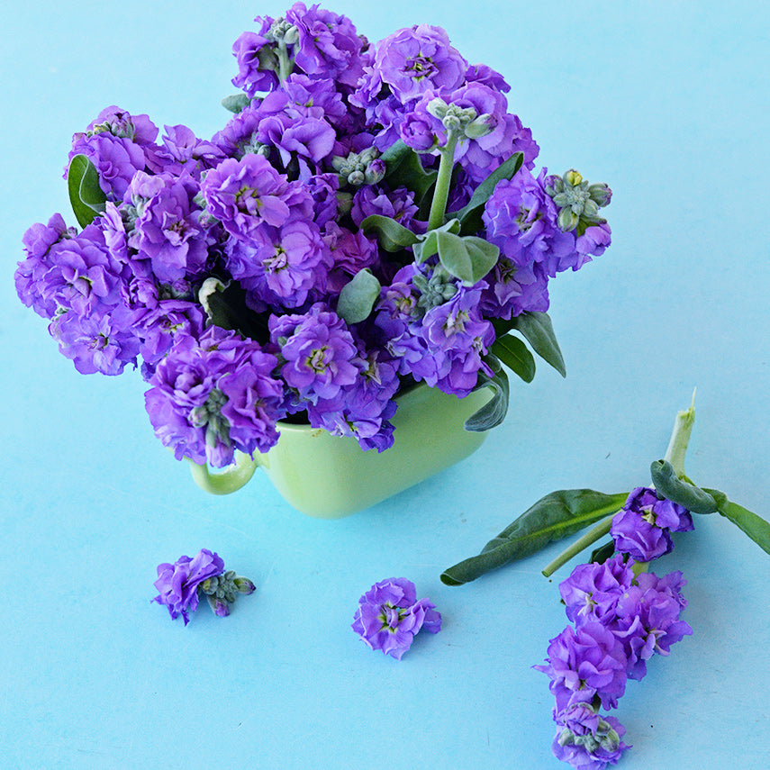 Baby Blue Stock flowers in a light green cup on a light blue background.