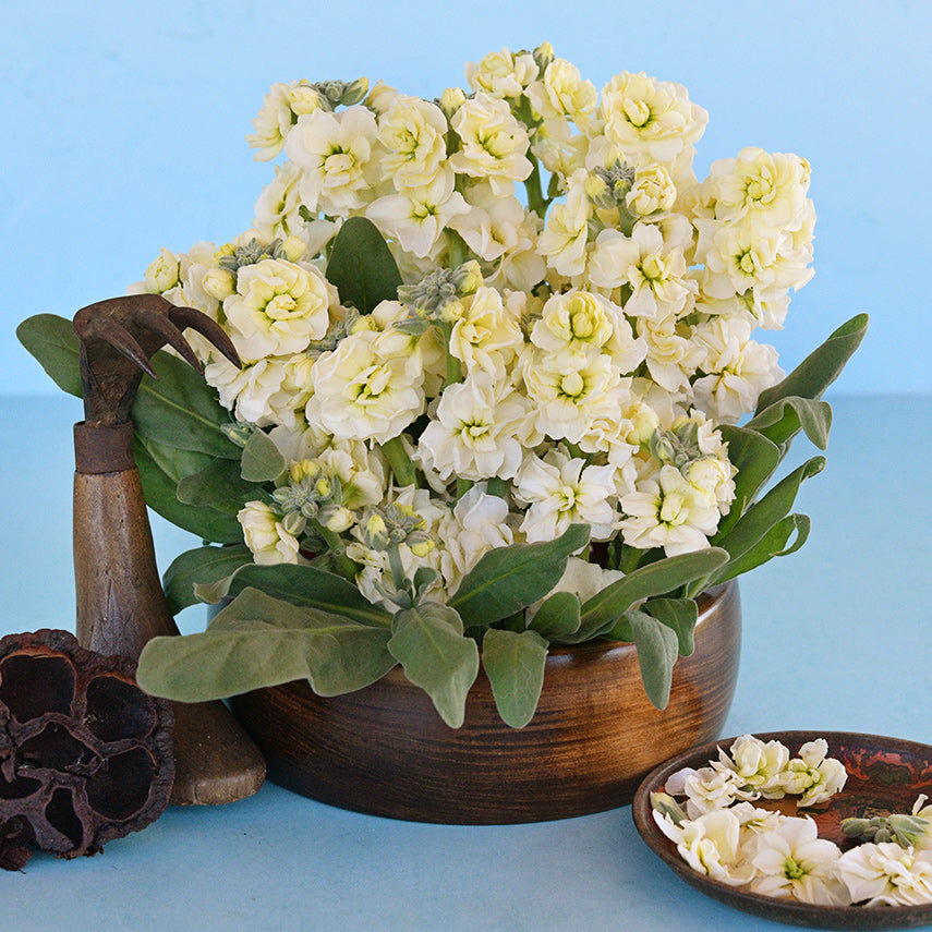 Baby High Double Cream Stocks in a wooden bowl with Japanese accents. on a light blue background.