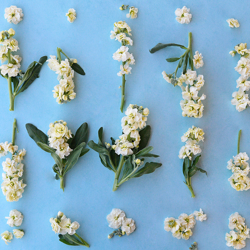 Baby High Double Cream Stock blooms on a light blue background.