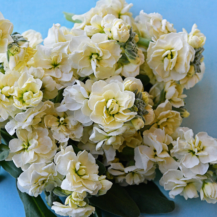 A close-up macro view of Baby High Double Cream Stock flowers on light blue.