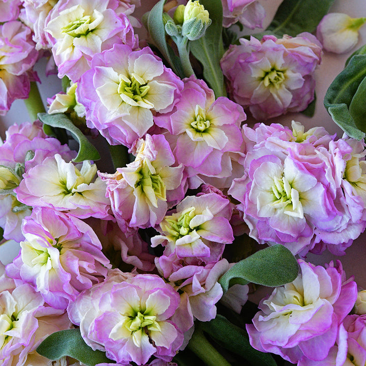 Close-up macro detailed view of Baby Rainbow Stock blooms.