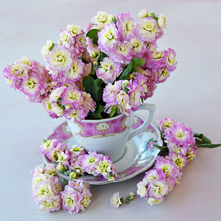 Baby Rainbow Stock blooms arranged in pink decor tea cup.