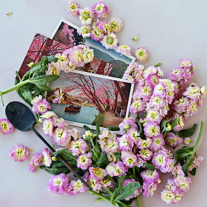 Baby Rainbow Stock flowers with Japanese postcards and vintage items on a white background.