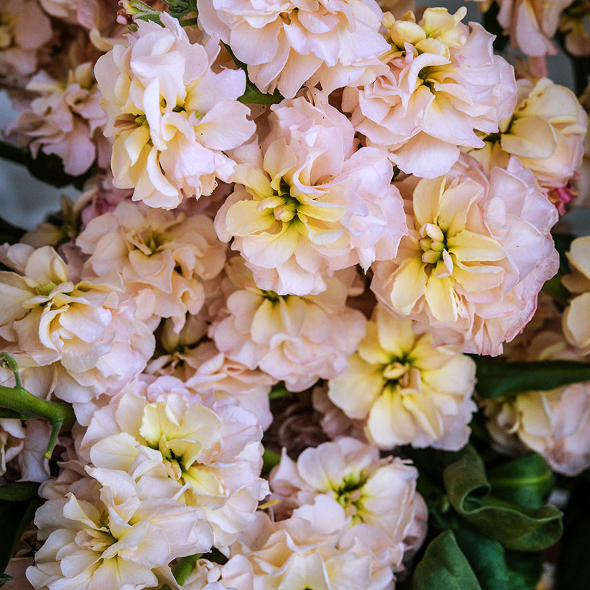 A close-up detail of Chanter Cedo Apricot Stock flowers.