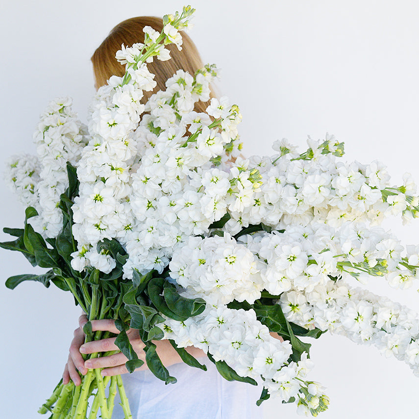 A woman in white tunic holding a gigantic bouquet of Infinity Snow Stock flowers.