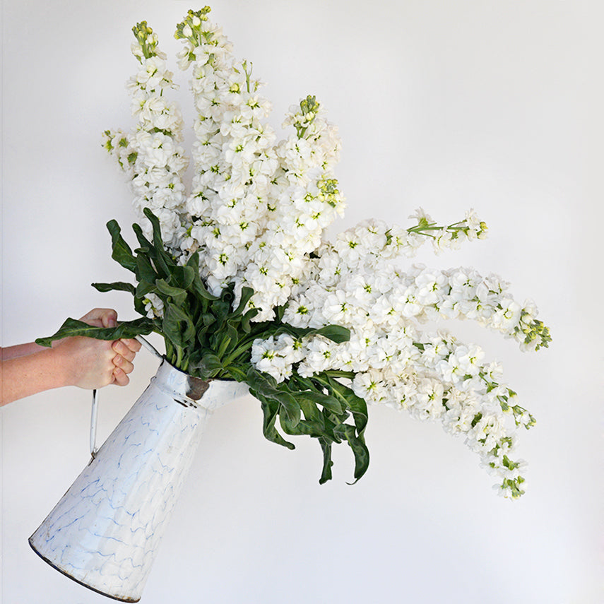 Hands holding a large pitcher full of Infinity Snow Stocks against a white seamless background.
