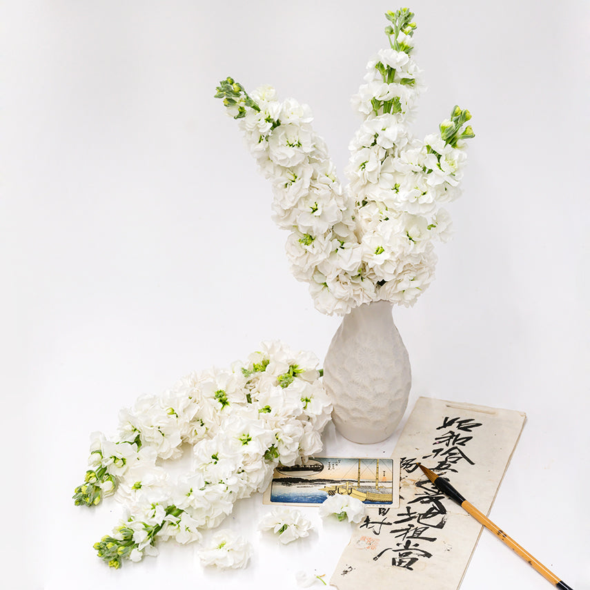 Infinity Snow Stocks in a white vase surrounded by stems and Japanese props on a white background.