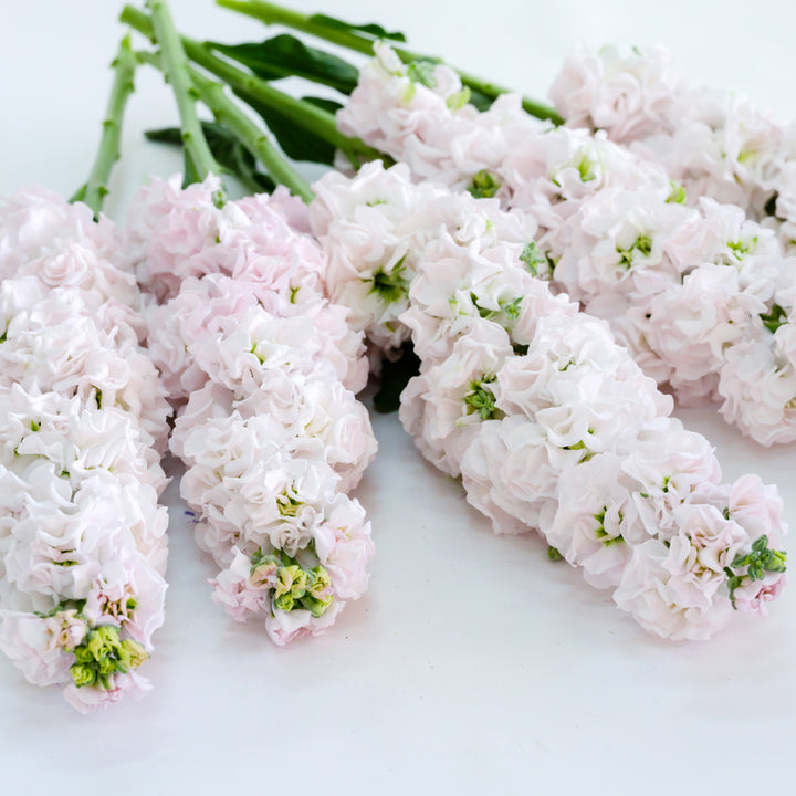 Venus Cherry Stock stems full of blooms resting on a white background.