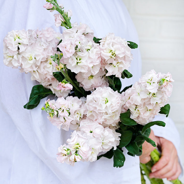 A woman in white tunic holding a bouquet full of Venus Cherry Stock against a white brick wall.
