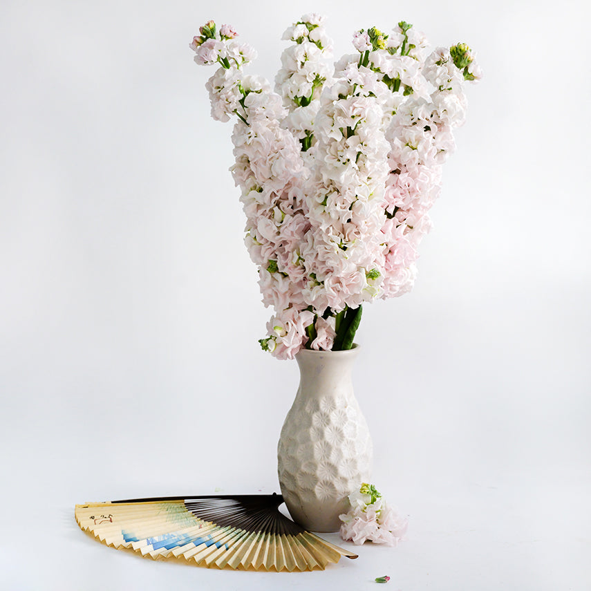 An arrangement of Venus Cherry Stock in a white vase with Japanese fan on white seamless background.