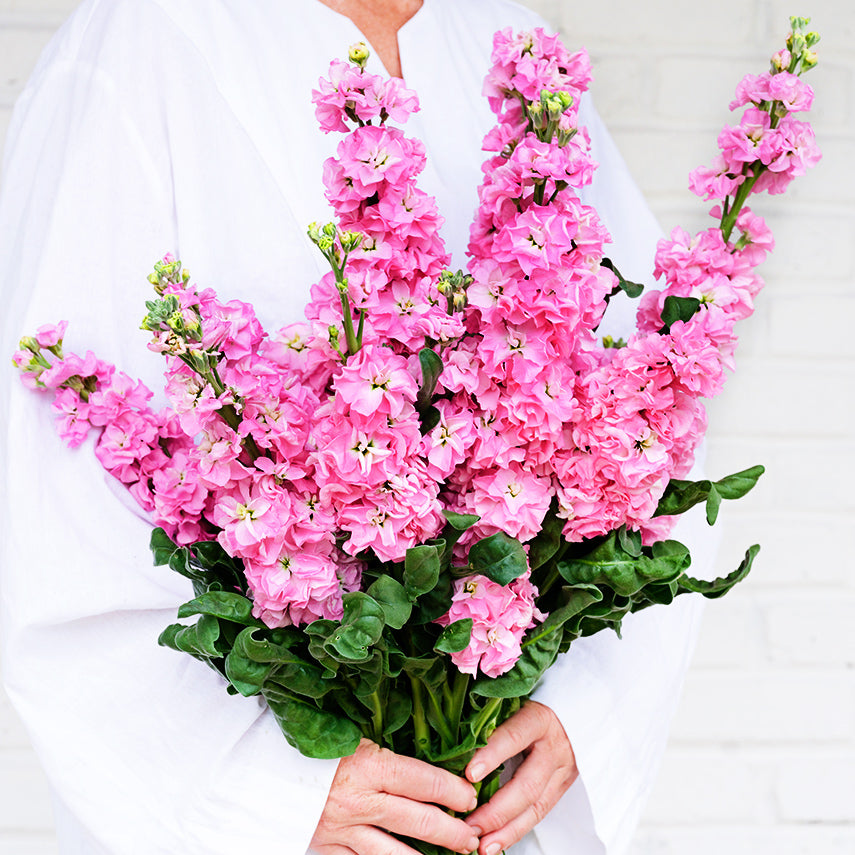 A woman in white tunic holds a large bouquet of Venus Pink Stock flowers against a white brick wall.