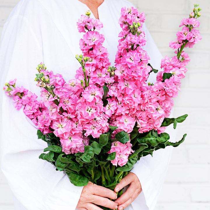 A woman in white tunic holds a large bouquet of Venus Pink Stock flowers against a white brick wall.