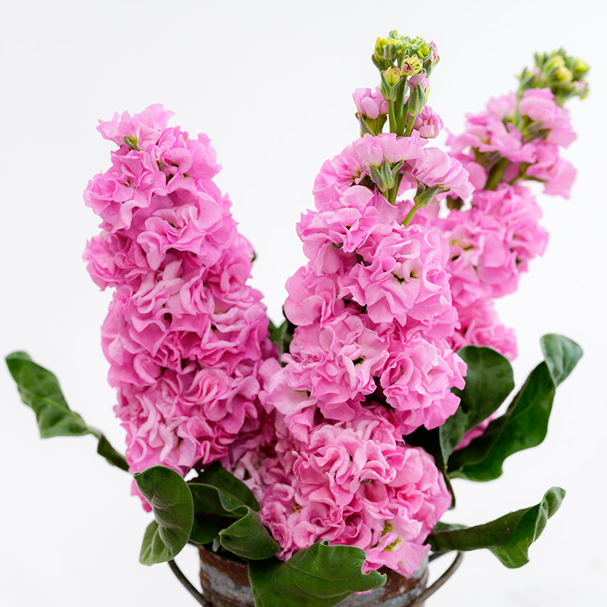 Several stems of Venus Pink Stock in a floral bucket on a white background.