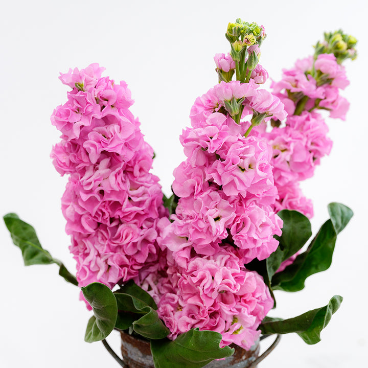 Several stems of Venus Pink Stock in a floral bucket on a white background.