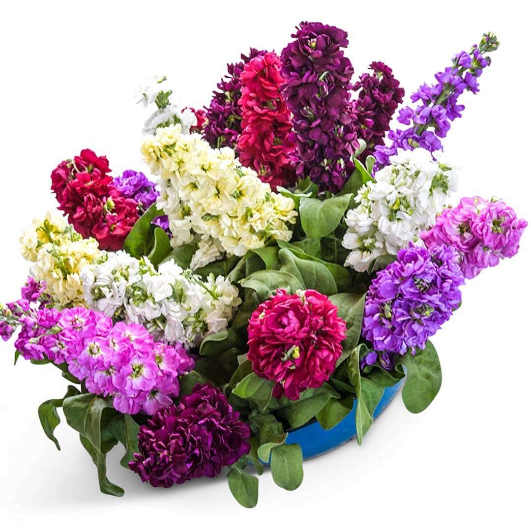 Bouquet of Anytime Mix Stock Flowers on a white background.
