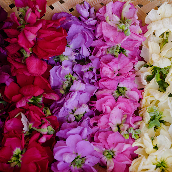 Stock Seeds, Anytime Mix