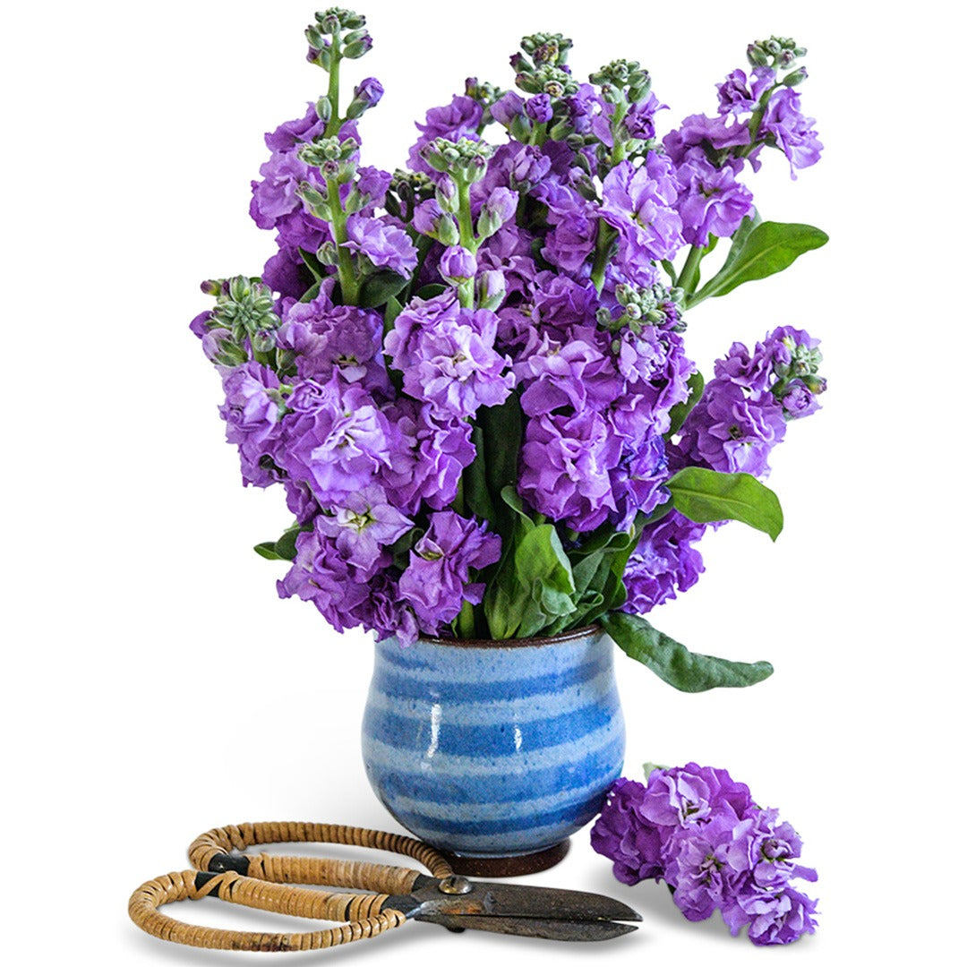 Arrangement of Baby Blue Stock Flowers in a blue clay pot with garden sheers on a white background.