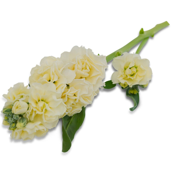Single Baby High Double Cream Stock Flower on a white background.