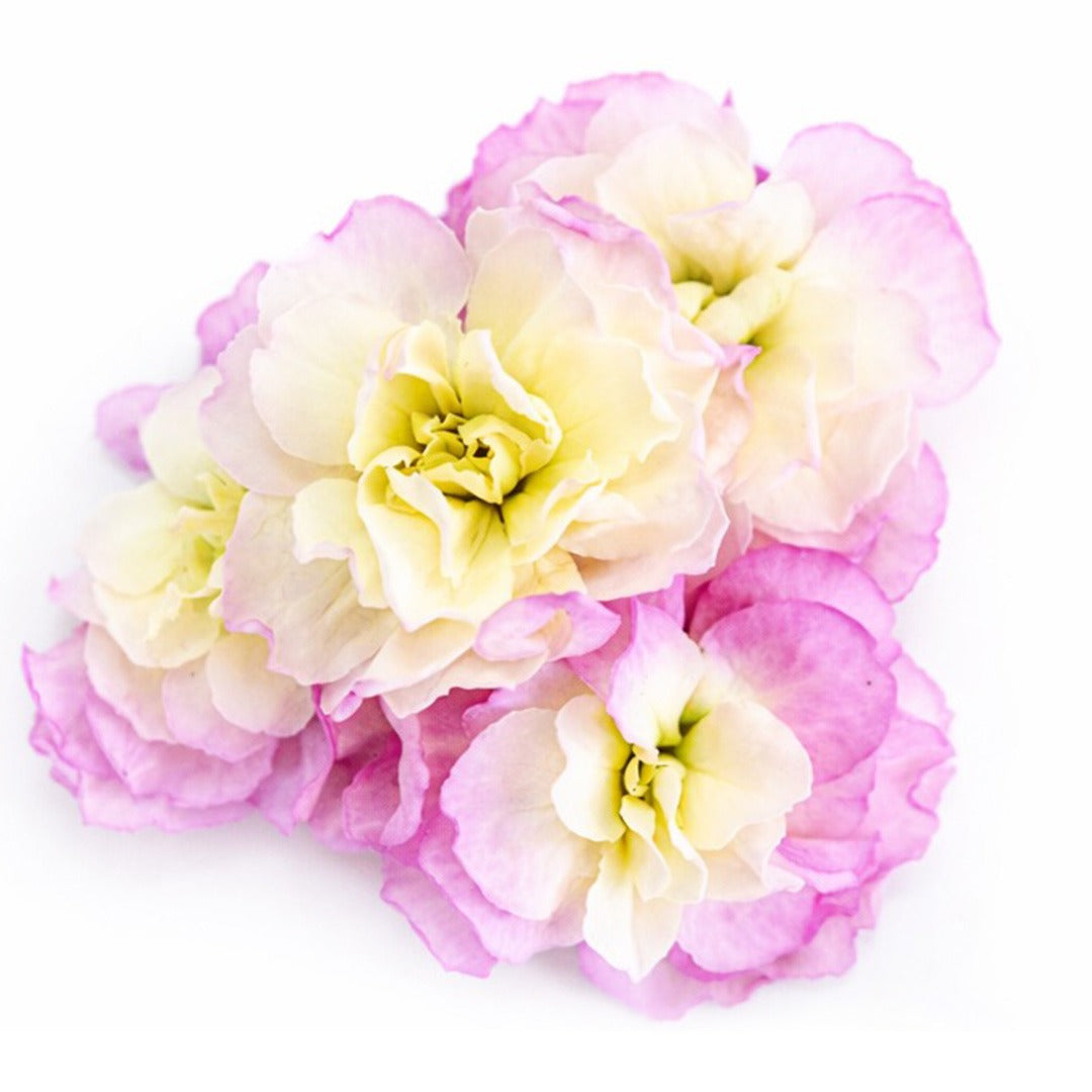 Close up of Baby Rainbow Stock blooms on a white background.