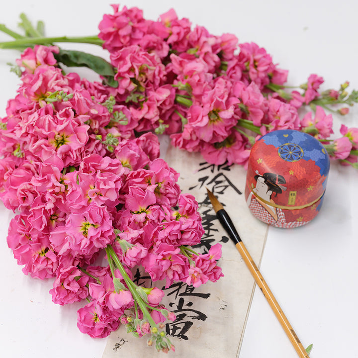 Stock Seeds, Beauty Salmon Pink