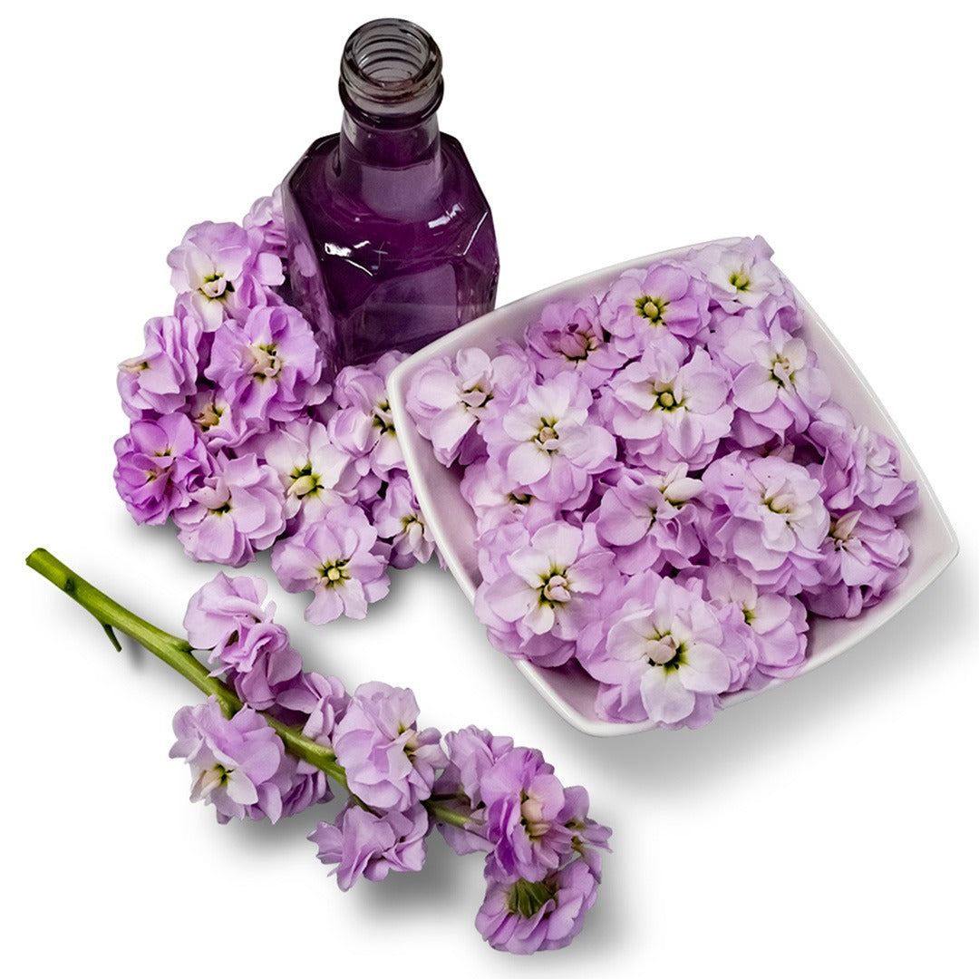 Chanter Alto Light Pink Stock Flowers in a white bowl and surround on a white background.