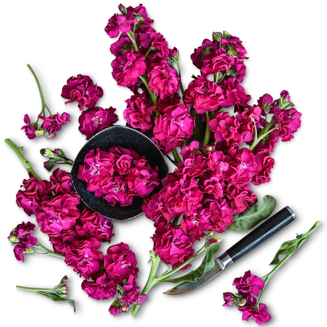 Chanter Alto Red Stock bloom laden stems arranged on white background.
