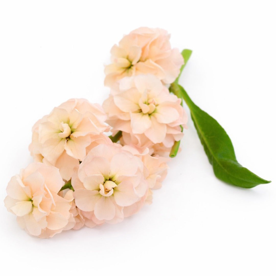 Close up of Chanter Cedo Apricot Stock blooms on a white background.