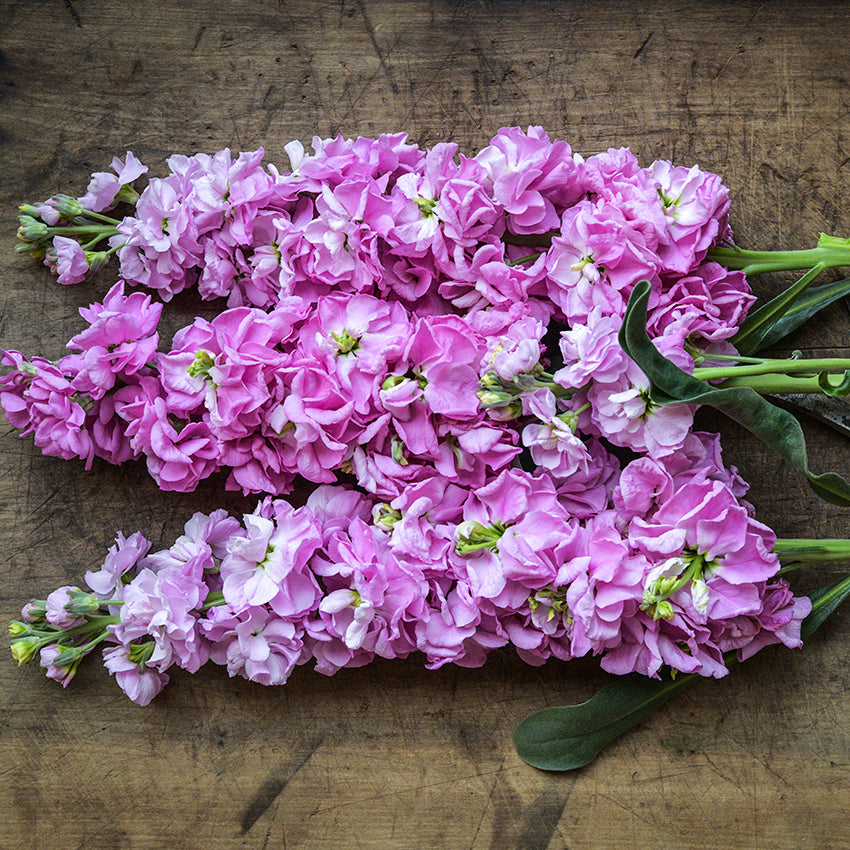 A trio of blooming Haru No Kagayaki Stock stems on wood.