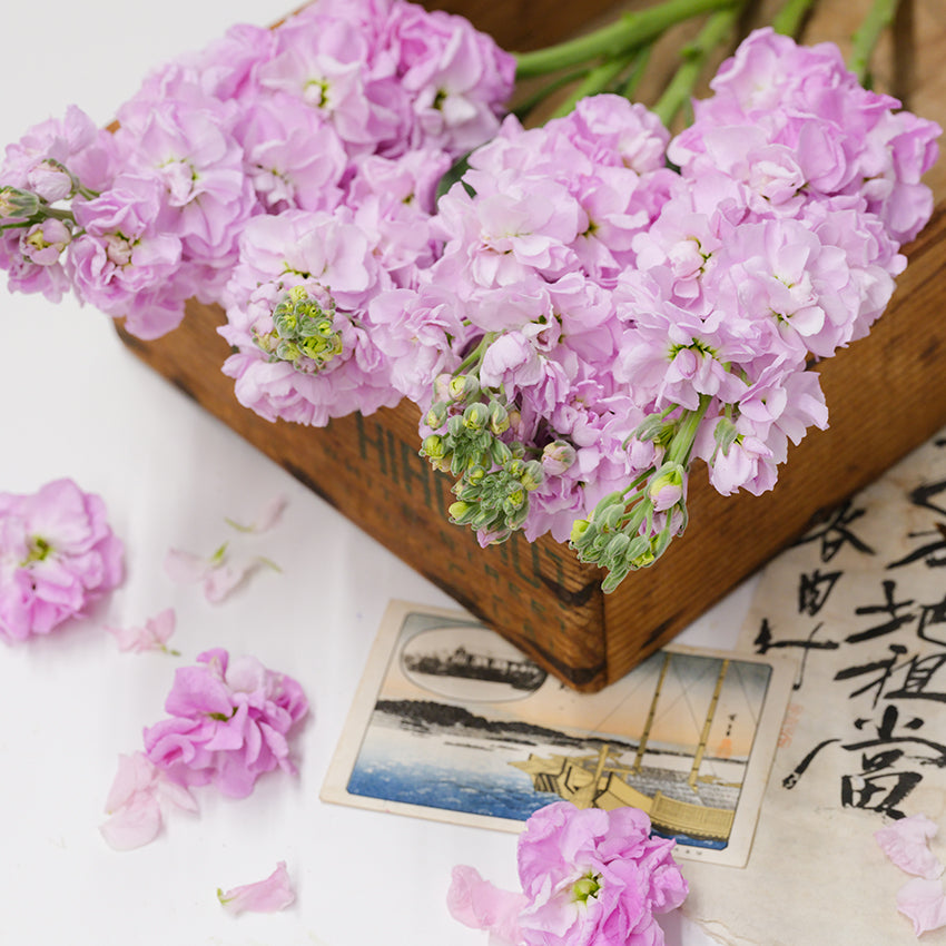 Haru No Kagayaki Stock blooms on wooden tray with Oriental post card.