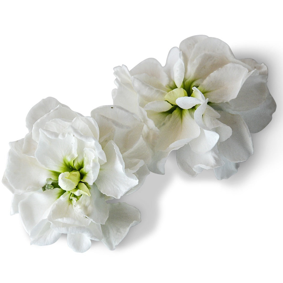 Pair of Infinity Snow Stock flowers on a white background.