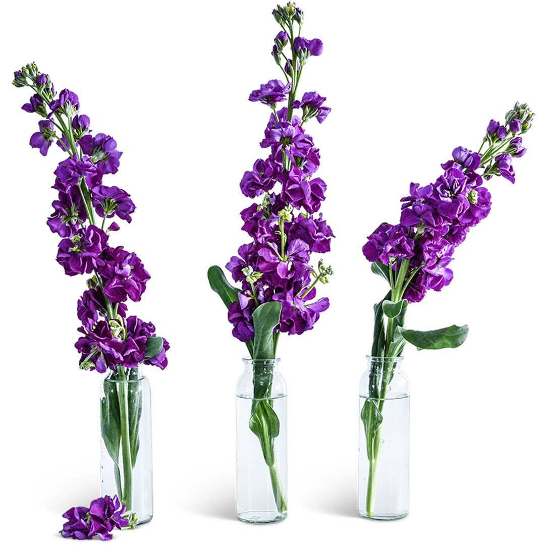 Trio of Murasaki No Uta Stock Flowers in individual glass vases on a white background.
