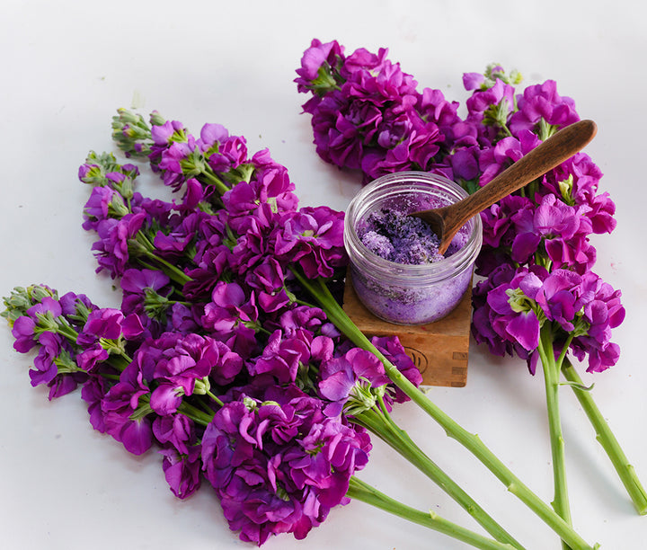 Murasaki No Uta Stocks on stems on white background with dyed sugar.