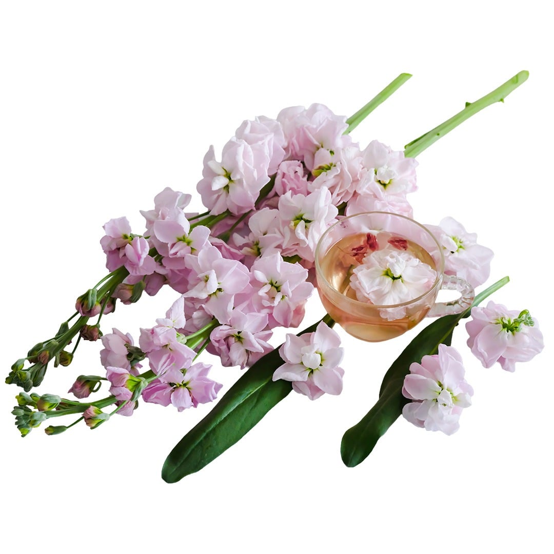 New Kabuki Light Pink Stock Flowers on a white background.