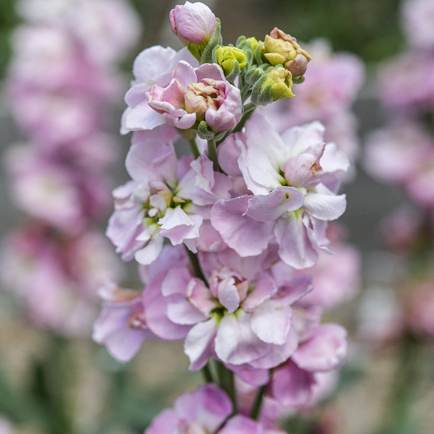 New Kabuki Light Pink Stock blooming in garden.
