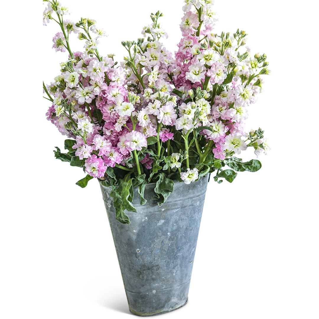 Spray Antique Pink Stock arranged in tin bucket against a white background.