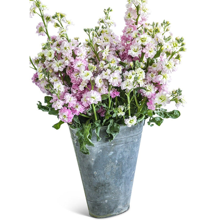 Spray Antique Pink Stock arranged in tin bucket against a white background.