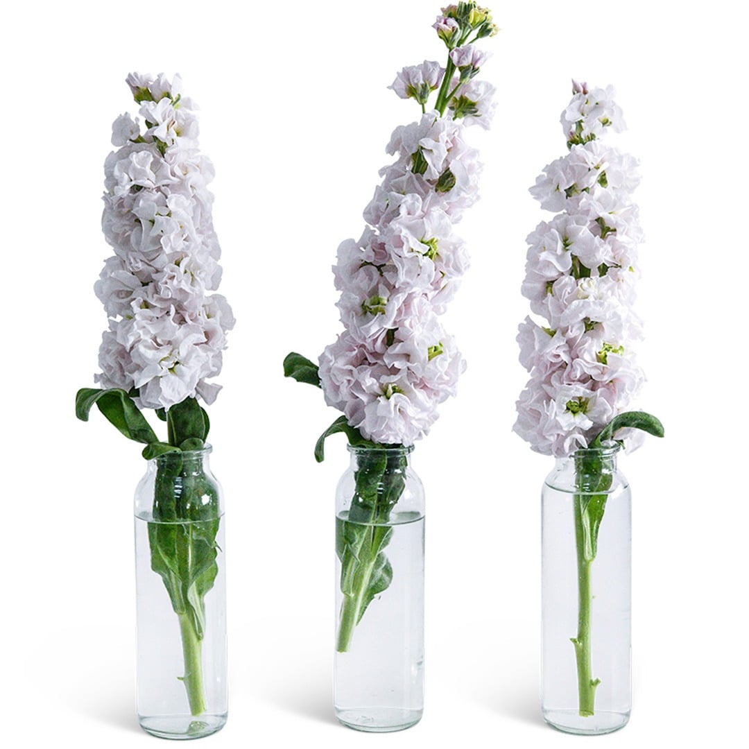 Trio of Venus Cherry Stock Flowers in individual glass vases on a white background.
