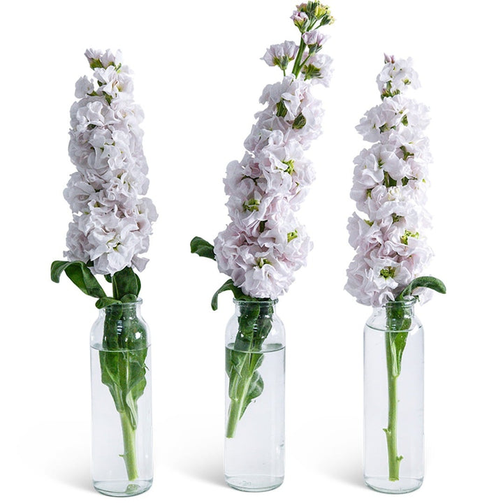 Trio of Venus Cherry Stock Flowers in individual glass vases on a white background.