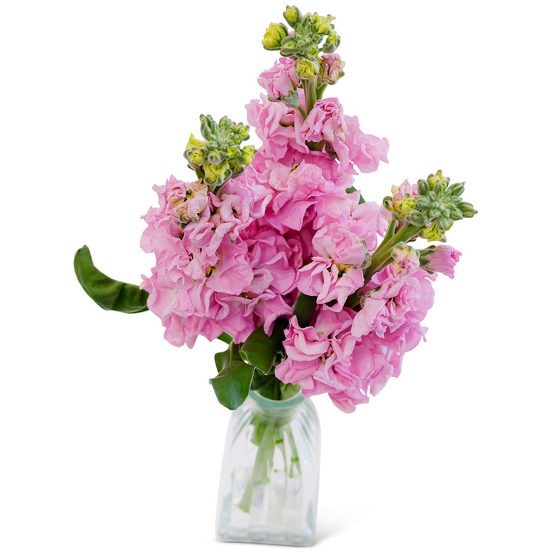 Venus Pink Stock Flowers in a glass vase on a white background.